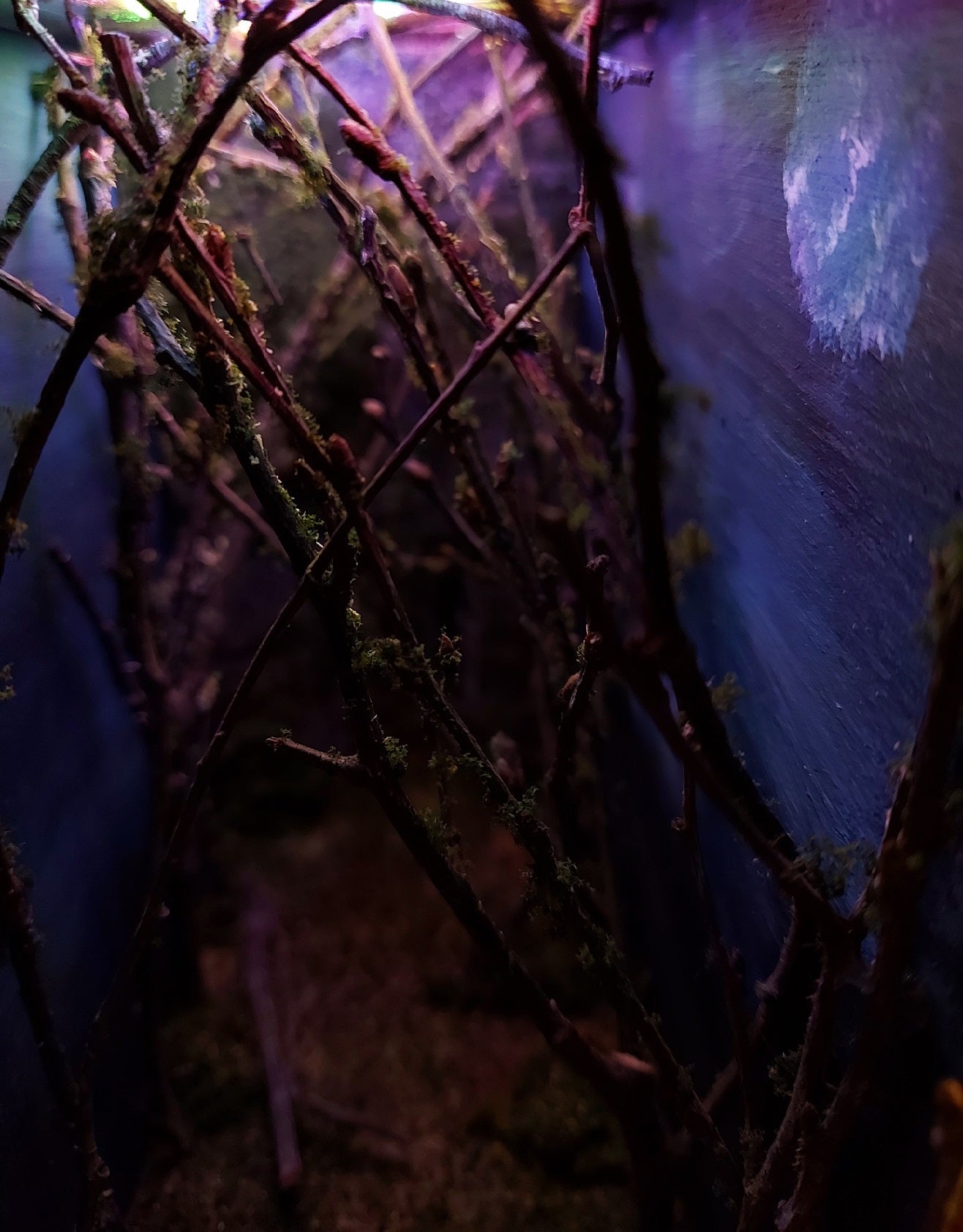 Enchant forest with remote control